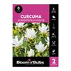 Bloomin Bulbs Curcuma Alistmatifolia White - 1 Pack