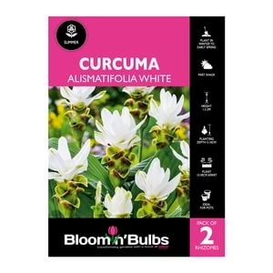 Bloomin Bulbs Curcuma Alistmatifolia White - 1 Pack
