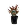 1.9L Nandina Obsession - Obsession Nandina domestica 'SEIKA' PVR