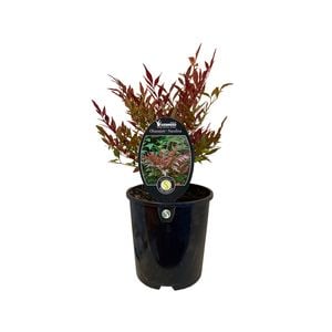1.9L Nandina Obsession - Obsession Nandina domestica 'SEIKA' PVR