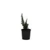 140mm Rosemary Blue Lagoon