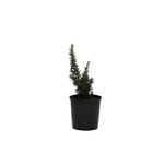 140mm Rosemary Blue Lagoon