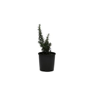140mm Rosemary Blue Lagoon