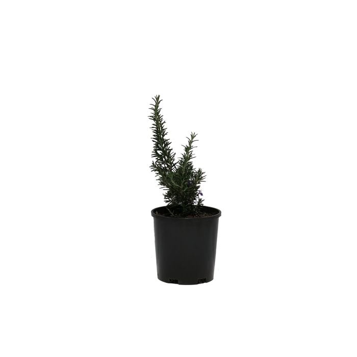 140mm Rosemary Blue Lagoon