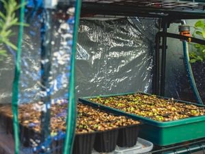 Mr Fothergill's Mint Herb Garden Seeds