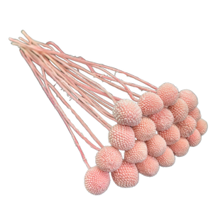 Blooms Of Joy 50cm Pink Billy Button Flowers