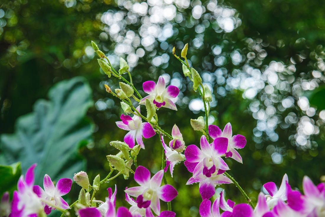 Purple dendrobium orchids in a garden