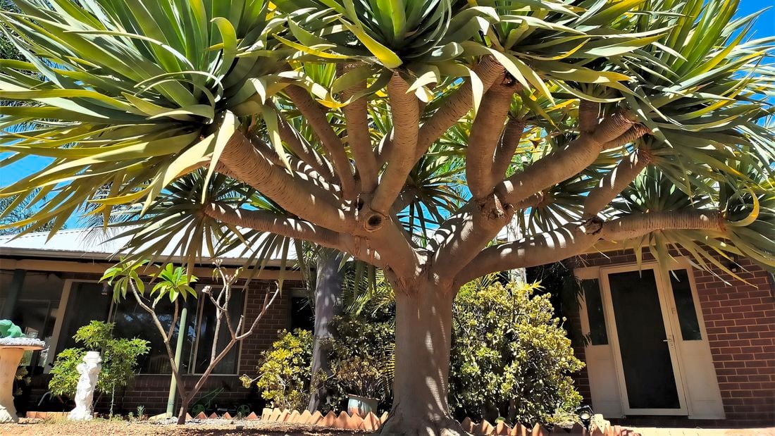 Wide shot of a dracena in a garden