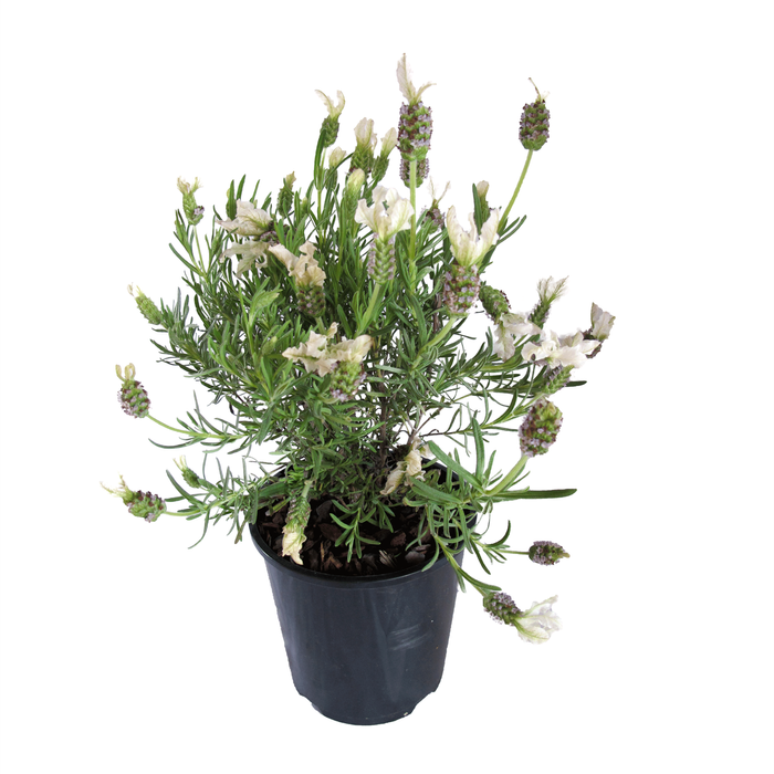 1.9L Lavender Sensation White - Lavendula pedunculata