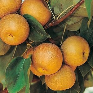 Bagged Nashi Pear - Pyrus Shinseiki