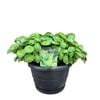 2L Basil - Ocimum basilicum