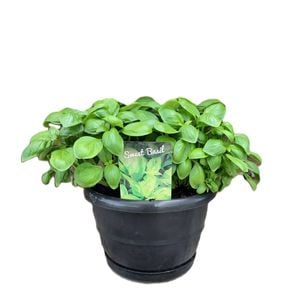 2L Basil - Ocimum basilicum
