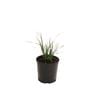 140mm Lomandra Seascape - Lomandra longifolia
