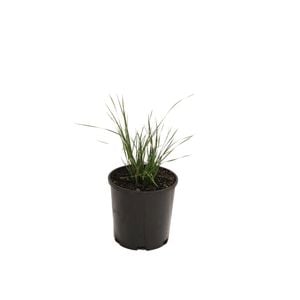 140mm Lomandra Seascape - Lomandra longifolia