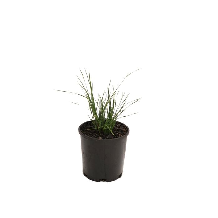 140mm Lomandra Seascape - Lomandra longifolia