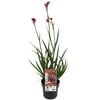 140mm Kangaroo Paw 'Bush Pearl' - Anigozanthos hybrid