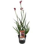 140mm Kangaroo Paw 'Bush Pearl' - Anigozanthos hybrid