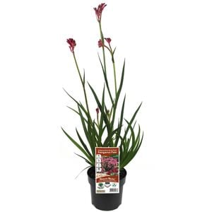 140mm Kangaroo Paw 'Bush Pearl' - Anigozanthos hybrid
