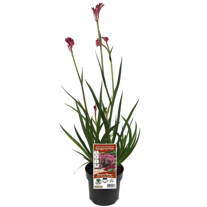 140mm Kangaroo Paw 'Bush Pearl' - Anigozanthos hybrid
