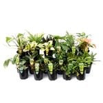 7cm Baby House Plants