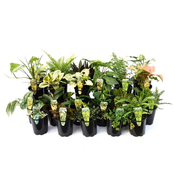 7cm Baby House Plants