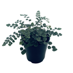140mm Button Fern - Pellaea rotundifolia