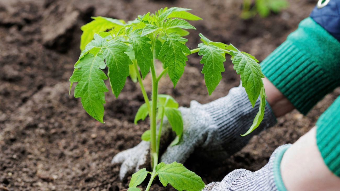 A close-up image of a pair of hands wearing gardening gloves planting tomato seedlings into an in-ground garden bed