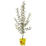 250mm Pixie Crunch Apple - Malus domestica