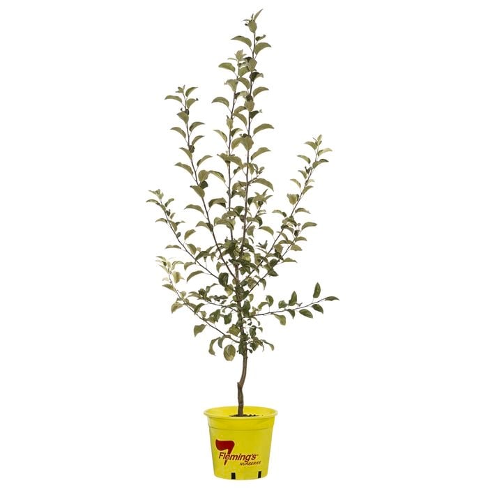250mm Pixie Crunch Apple - Malus domestica