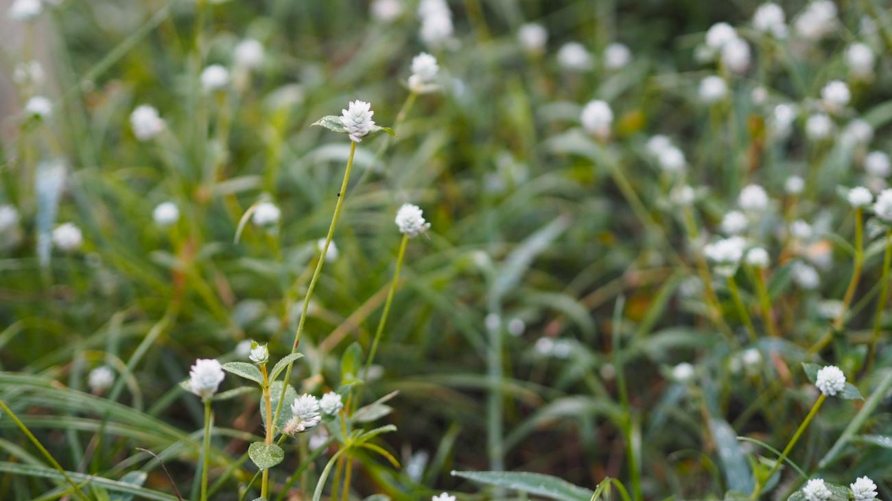 Field of tall stalks with white bud flower