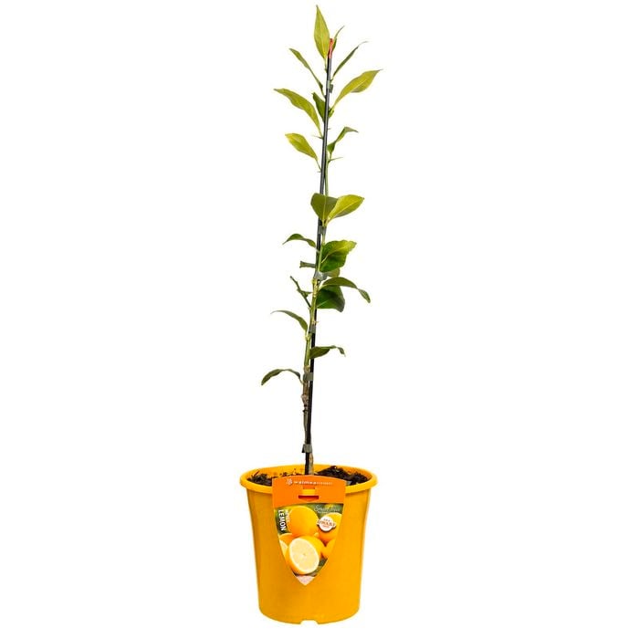 3.5L Dwarf Meyer Lemon Flying Dragon