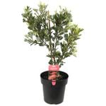 200mm Grevillea Showtime - Grevillea hybrid