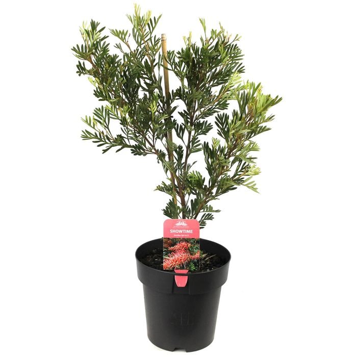 200mm Grevillea Showtime - Grevillea hybrid