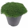 150mm Cushion Bush - Scleranthus biflorus