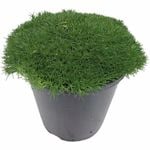 150mm Cushion Bush - Scleranthus biflorus