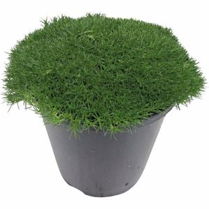 150mm Cushion Bush - Scleranthus biflorus