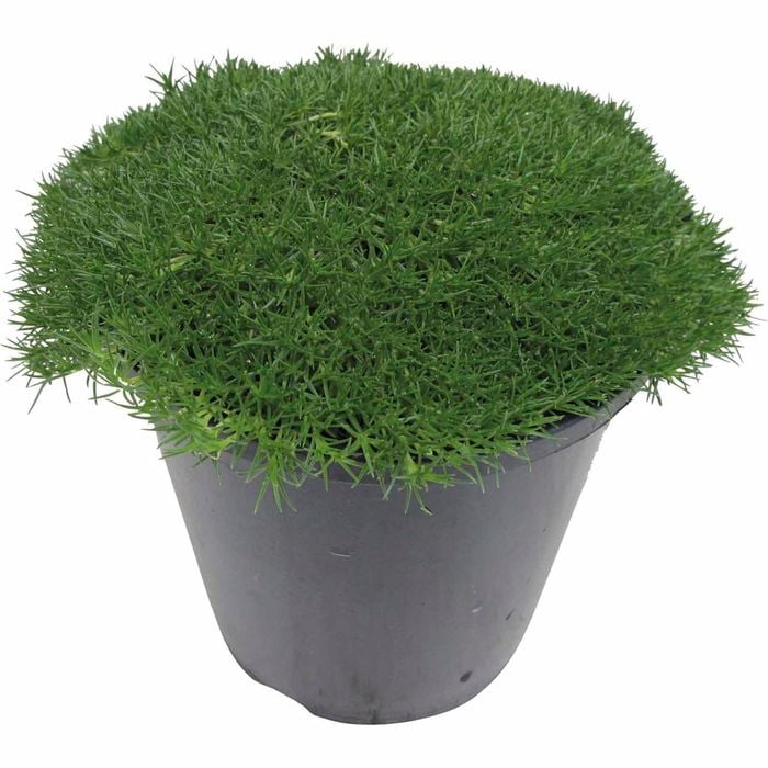 150mm Cushion Bush - Scleranthus biflorus