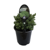 3.5L Hebe Sutherlandii - Hebe pinguifolia