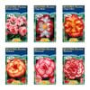 Fiesta Flower Bulbs Picotee Begonia Tuberous