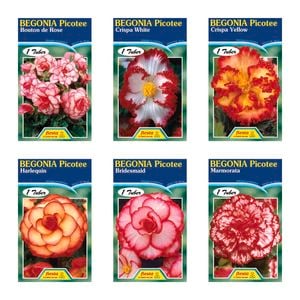 Fiesta Flower Bulbs Picotee Begonia Tuberous