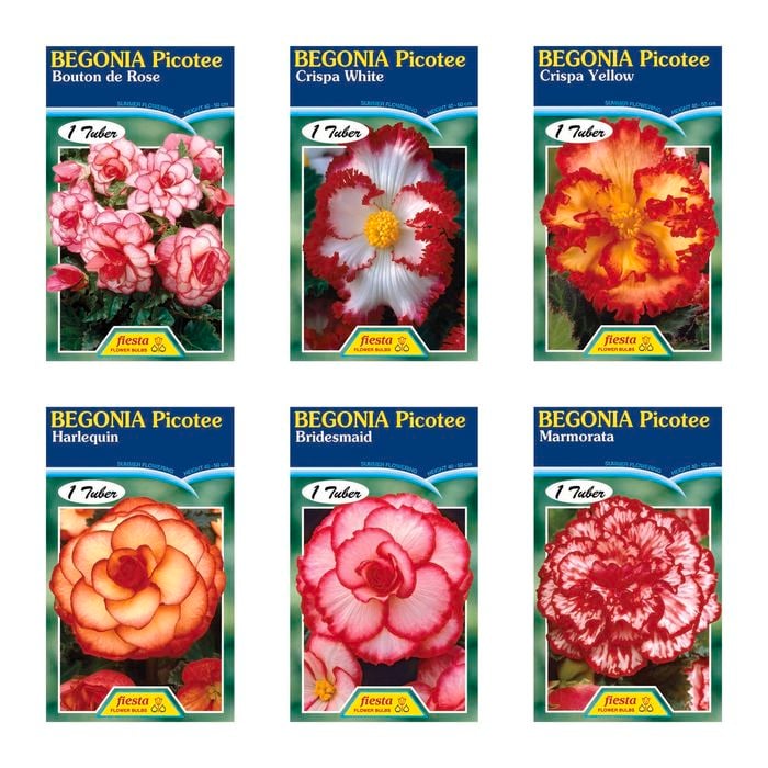 Fiesta Flower Bulbs Picotee Begonia Tuberous