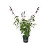 170mm Salvia Amante