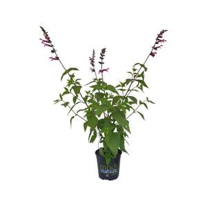 170mm Salvia Amante