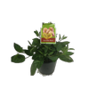 1.9L Pepino Blush - Solanum muricatum - Incredible Edibles Range