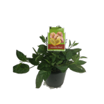1.9L Pepino Blush - Solanum muricatum - Incredible Edibles Range