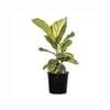 200mm Fiddle-leaf Fig - Ficus lyrata