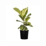 200mm Fiddle-leaf Fig - Ficus lyrata