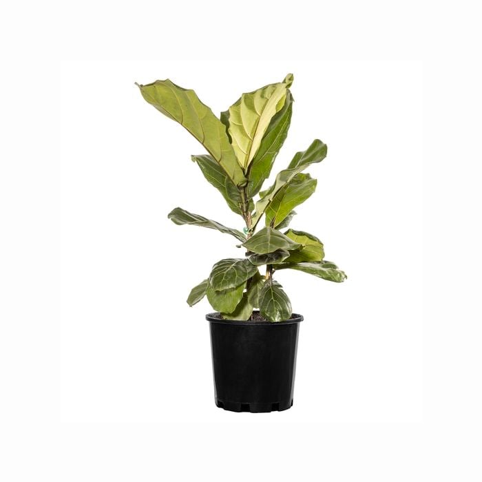 200mm Fiddle-leaf Fig - Ficus lyrata