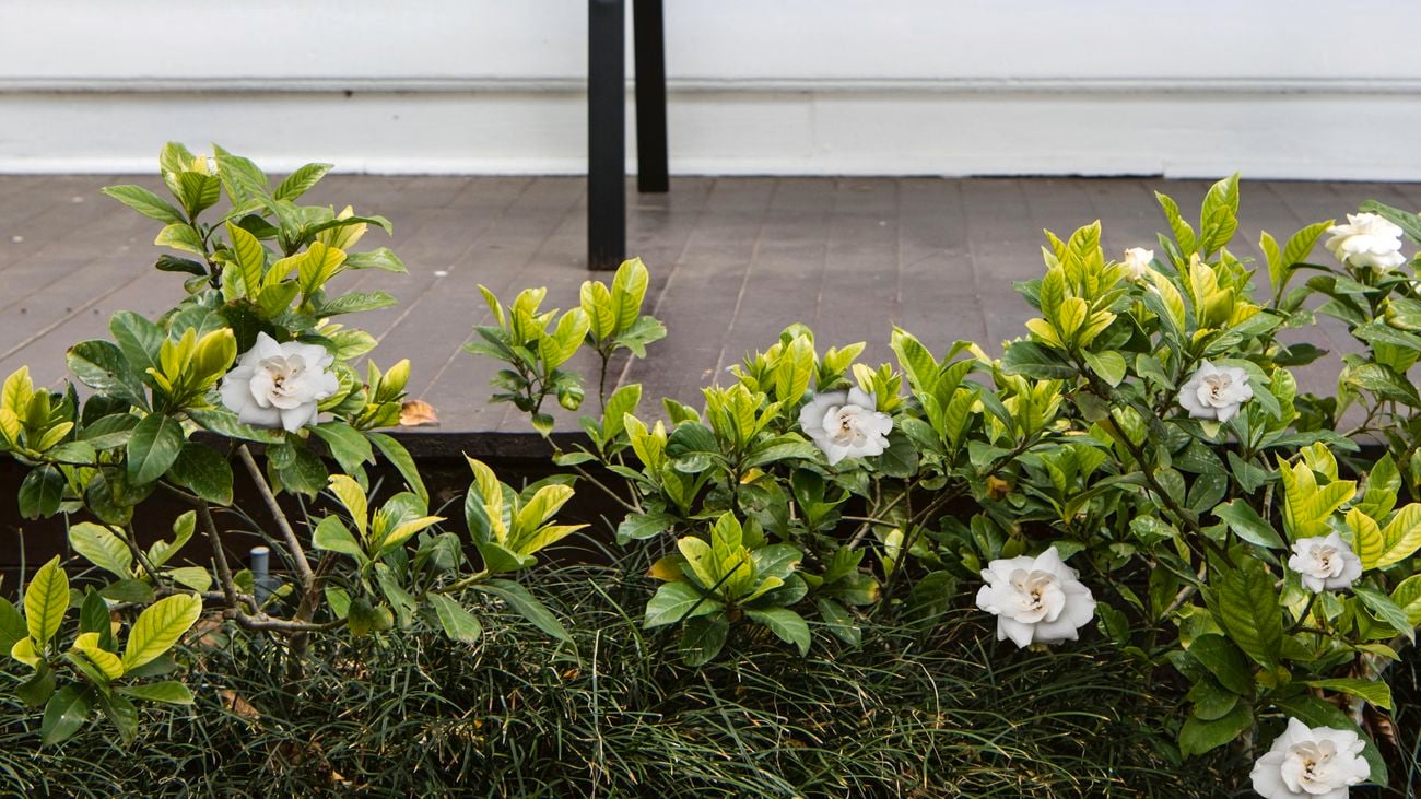 White flowers growing along a front porch
