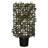 500mm Espalier Camellia - Camellia japonica